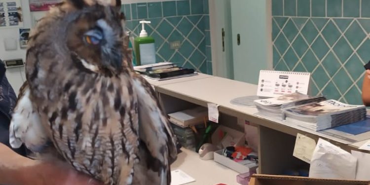 Cagliari: la Polizia locale recupera un gufo all’interno del giardino interno dell’hospice in via Jenner