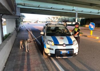 Cagliari: prima viene investito e poi tenta la fuga aggredendo delle persone, cane bloccato dalla Polizia municipale