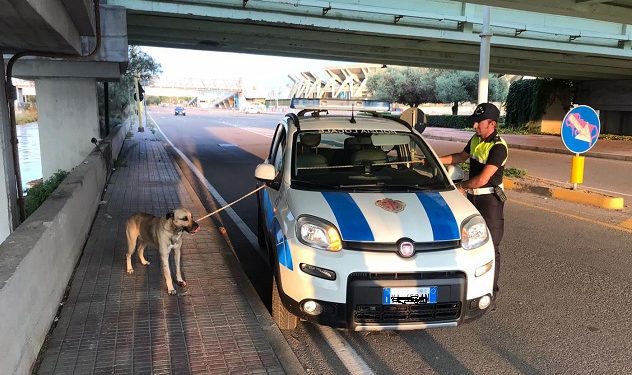 Cagliari: prima viene investito e poi tenta la fuga aggredendo delle persone, cane bloccato dalla Polizia municipale
