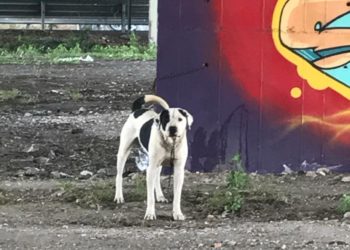 Cagliari: cane legato ed abbandonato sotto il cavalcavia del ponte della Scaffa, salvato dalla Polizia locale