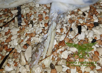 Cala Gonone: ritrovata una carcassa di un piccolo di foca