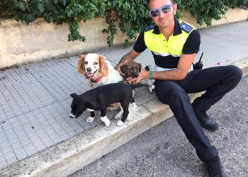 Cagliari, due cuccioli di pitbull abbandonati nel piazzale del castello di San Michele, salvati dalla Polizia locale
