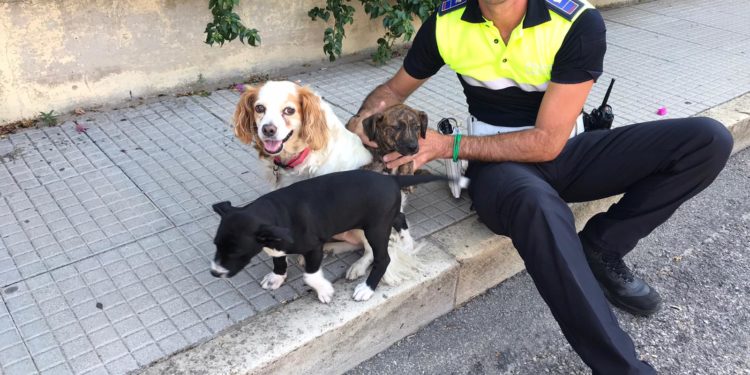 Cagliari, due cuccioli di pitbull abbandonati nel piazzale del castello di San Michele, salvati dalla Polizia locale