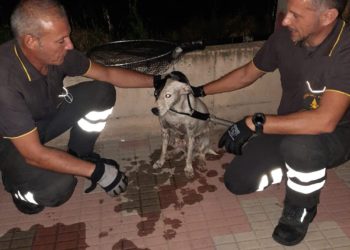 Sommozzatori e vigili del fuoco di Cagliari hanno salvato un cane caduto nel Canale di Terramaini