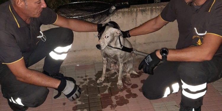 Sommozzatori e vigili del fuoco di Cagliari hanno salvato un cane caduto nel Canale di Terramaini