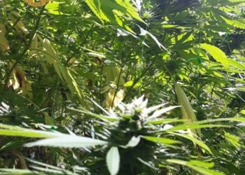 La Polizia di Stato di Quartu Sant’Elena ha arrestato un 37enne per spaccio di sostanze stupefacenti