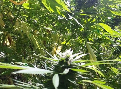 La Polizia di Stato di Quartu Sant’Elena ha arrestato un 37enne per spaccio di sostanze stupefacenti