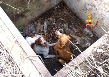 Villasor: i vigili del fuoco recuperano due cani all’interno di un pozzo