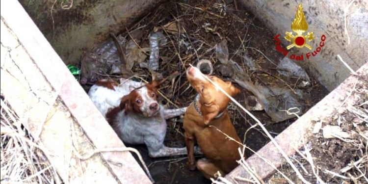 Villasor: i vigili del fuoco recuperano due cani all’interno di un pozzo
