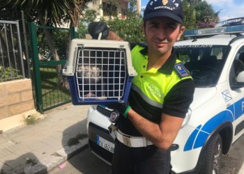 Cagliari: gabbiano ferito ad un’ala recuperato dalla Polizia locale