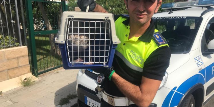 Cagliari: gabbiano ferito ad un’ala recuperato dalla Polizia locale