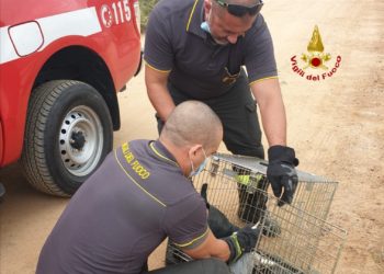 I vigili del fuoco hanno soccorso e salvato un volatile nella spiaggia di Chia