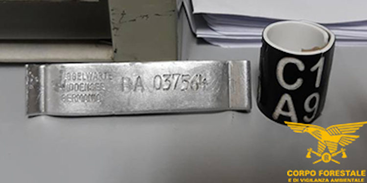 Ritrovato un falco pescatore (Pandion Haliaetus) morto in seguito a folgorazione