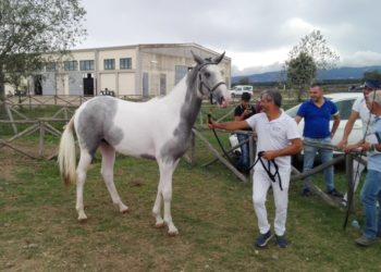 58° Premio Regionale Sardo da record: iscritti 257 cavalli