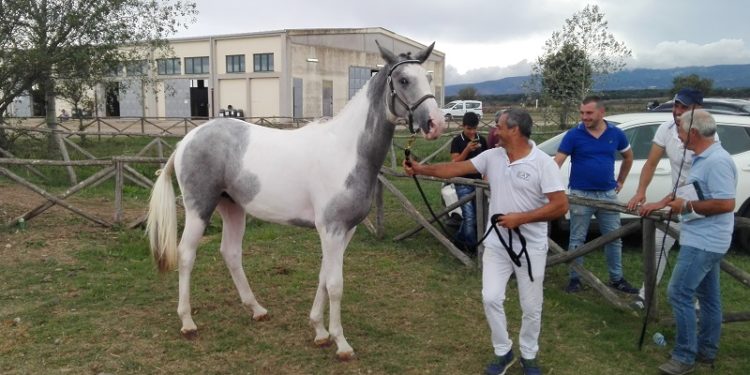 58° Premio Regionale Sardo da record: iscritti 257 cavalli