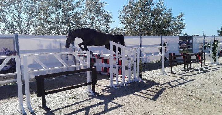 Abbasanta: dal 17 al 27 settembre il Sardegna Jumping Tour e il 58° Premio Regionale Sardo
