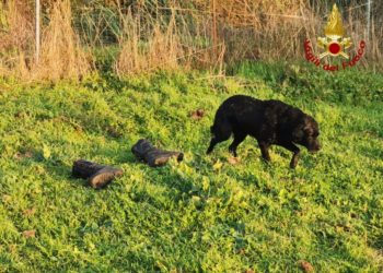 Aggius: i vigili del fuoco salvano un labrador