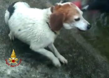 San Sperate: un cane finisce in un corso d’acqua, lo salvano i vigili del fuoco