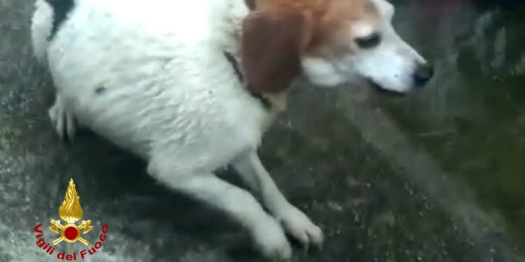 San Sperate: un cane finisce in un corso d’acqua, lo salvano i vigili del fuoco