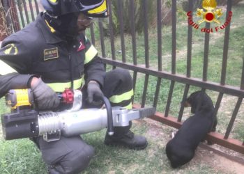 Siniscola, bassotto intrappolato in un cancello: lo salvano i vigili del fuoco