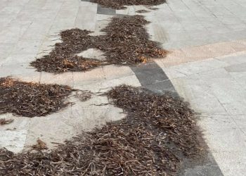 Il centrosinistra algherese: «La passeggiata Barcellona strapiena di alghe, igiene urbana in città sempre più deficitaria»