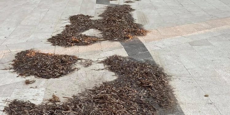 Il centrosinistra algherese: «La passeggiata Barcellona strapiena di alghe, igiene urbana in città sempre più deficitaria»