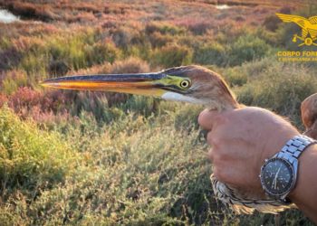 Terralba: la Forestale salva un esemplare di airone rosso