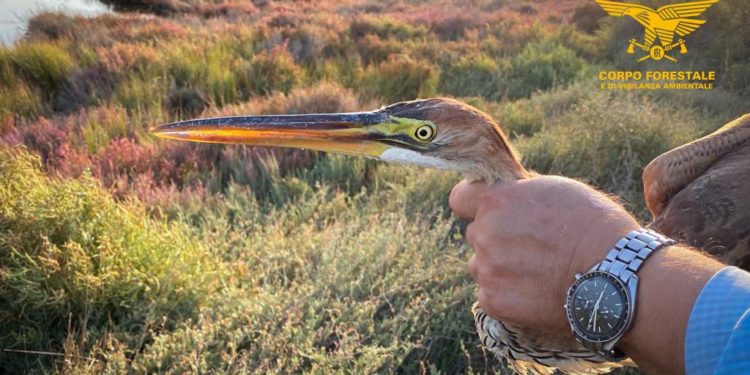 Terralba: la Forestale salva un esemplare di airone rosso
