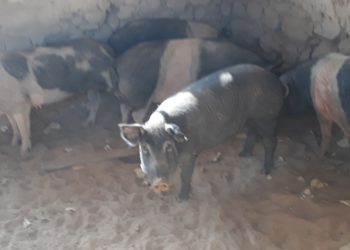 Gli uomini dell’Ispettorato di Iglesias del Corpo forestale hanno individuato un allevamento abusivo di maiali nelle campagne di Siliqua