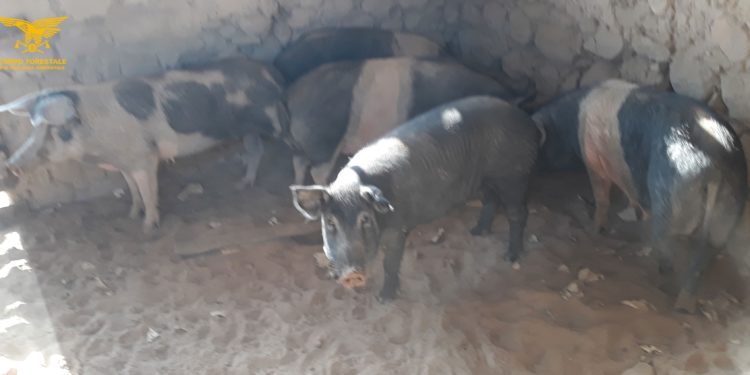 Gli uomini dell’Ispettorato di Iglesias del Corpo forestale hanno individuato un allevamento abusivo di maiali nelle campagne di Siliqua