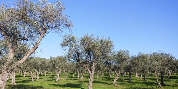 L’olio San Giuliano brinda con due bicchieri d’oro conquistati  ai Milan International Olive Oil Award