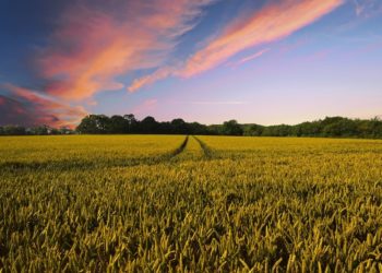 Superfici biologiche: la Sardegna è al settimo posto in Italia