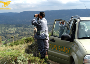 Sorpreso a tagliare diverse piante di leccio, denunciato il capitano di una compagnia barracellare