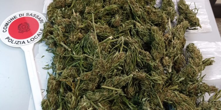 Sassari: trovato in possesso di marijuana, arrestato un 45enne