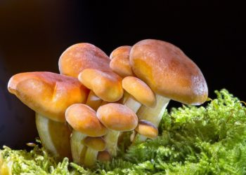 L’appello di Coldiretti Nuoro Ogliastra: «Serve una legge ad hoc per i funghi»