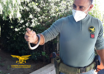 Selargius: liberato un esemplare di colubro