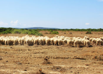 L’appello di Coldiretti Nuoro-Ogliastra: “Per l’agnello Igp serve un azione di filiera forte e unitaria”
