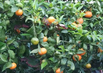 Agrumi, Cia Sardegna lancia un appello ai consumatori: «Acquistate i prodotti locali»