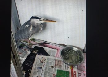 La Stazione Forestale di Cagliari ha liberato alcuni esemplari di fauna protetta nel Parco Regionale di Molentargius