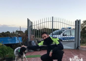 Cagliari: un setter rischia di essere investito sulla 195, lo salva la Polizia locale