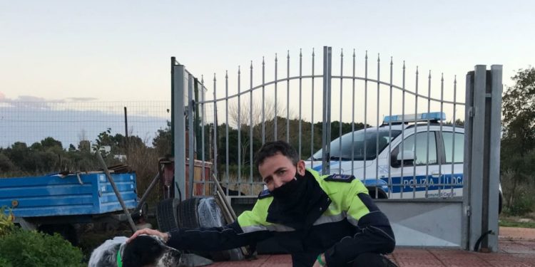 Cagliari: un setter rischia di essere investito sulla 195, lo salva la Polizia locale