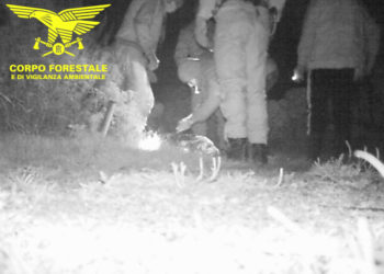 3 pescatori professionisti sono stati denunciati dal Corpo forestale, sorpresi a catturare illegalmente pesci nei canali all’interno del Parco di Molentargius