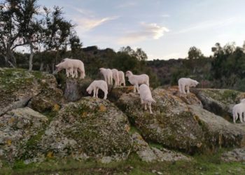 Sulle tavole degli italiani un agnello su due è Igp di Sardegna, a dirlo è Contas