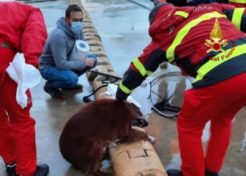 Cagliari: un cane cade nelle acque del porto, lo salvano i vigili del fuoco