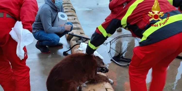 Cagliari: un cane cade nelle acque del porto, lo salvano i vigili del fuoco