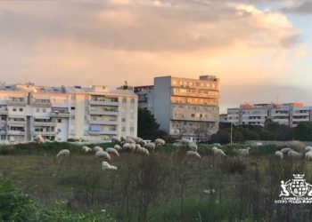 Cagliari: un gregge di pecore invade via Setzu, sanzionato il proprietario