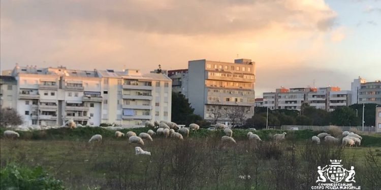 Cagliari: un gregge di pecore invade via Setzu, sanzionato il proprietario