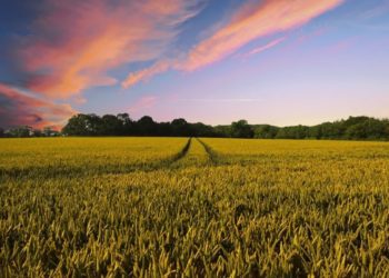 Coldiretti Sardegna: parte il percorso per la costituzione del primo distretto rurale regionale