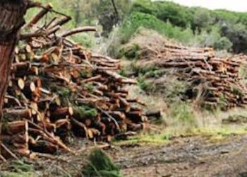 A seguito del controllo effettuato dal personale del Corpo forestale di Sassari, è stato sequestrato un cantiere forestale a Marina di Sorso