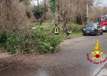 Santu Lussurgiu: cade un albero sulla SP 77, intervengono i vigili del fuoco